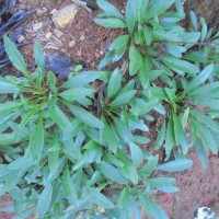 Coreopsis lanceolata L.